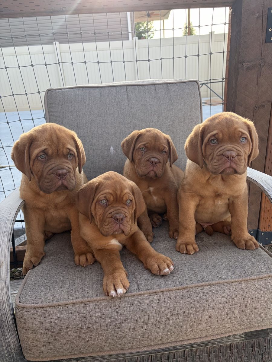 French Mastiff puppies
