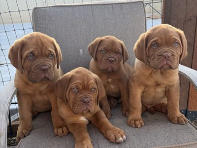 French Mastiff puppies