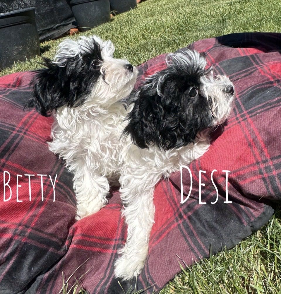Maltese Poodle mix