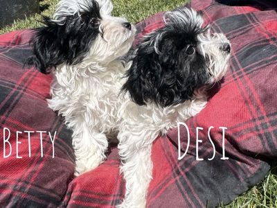 Maltese Poodle mix