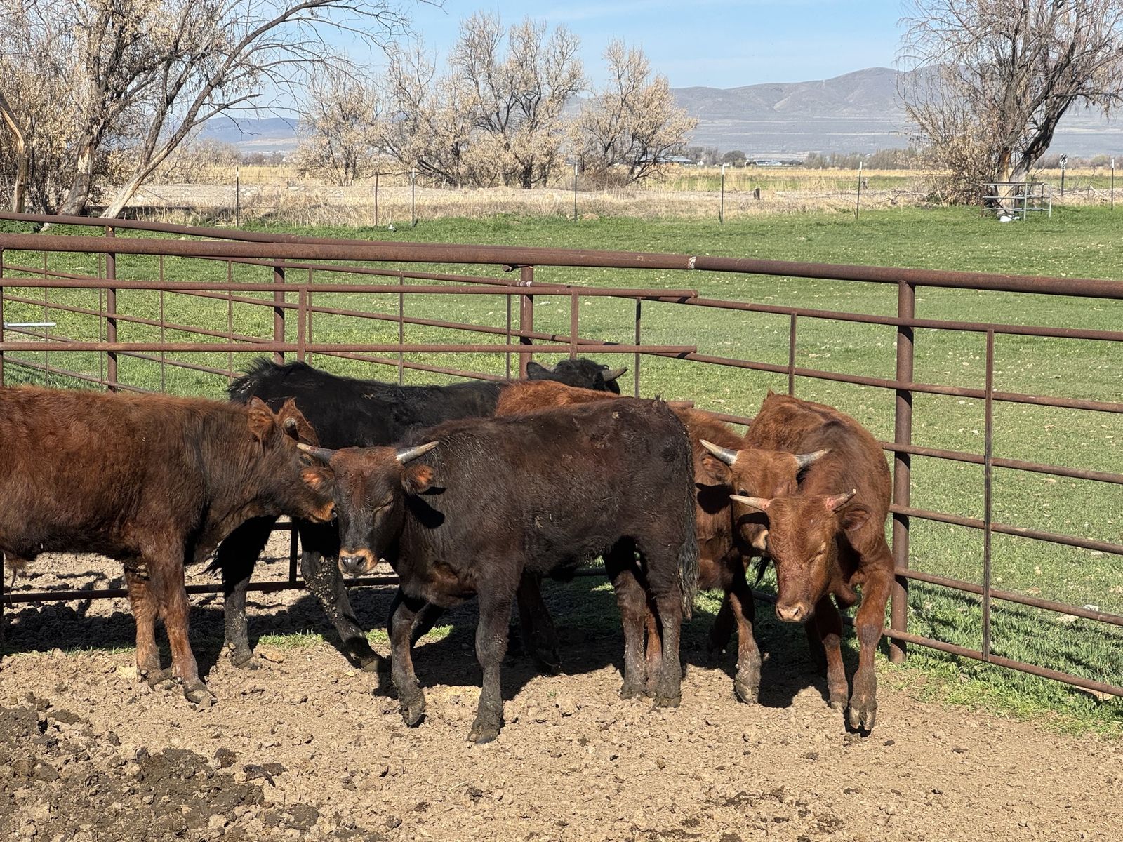 Fresh Roping steers 