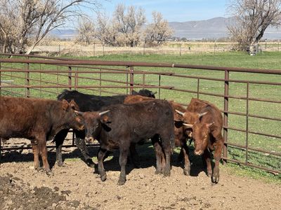 Fresh Roping steers