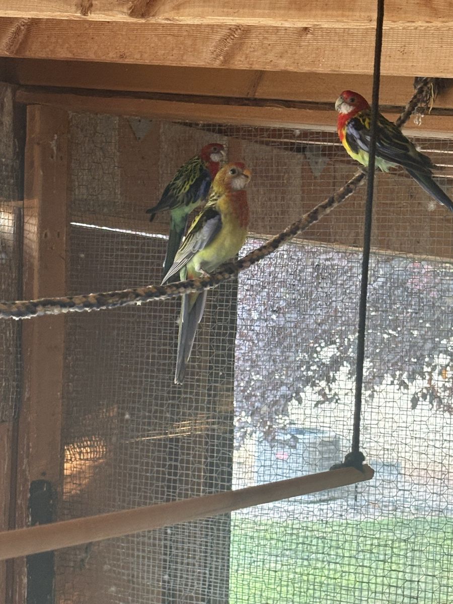 Crimson Rosella