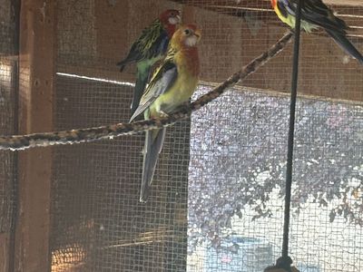 Crimson Rosella