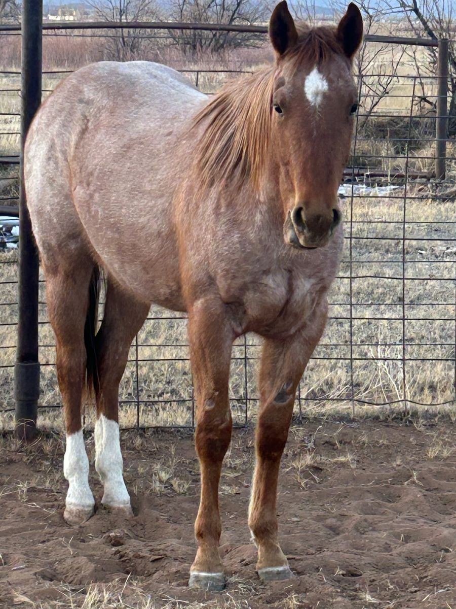 2 year old filly