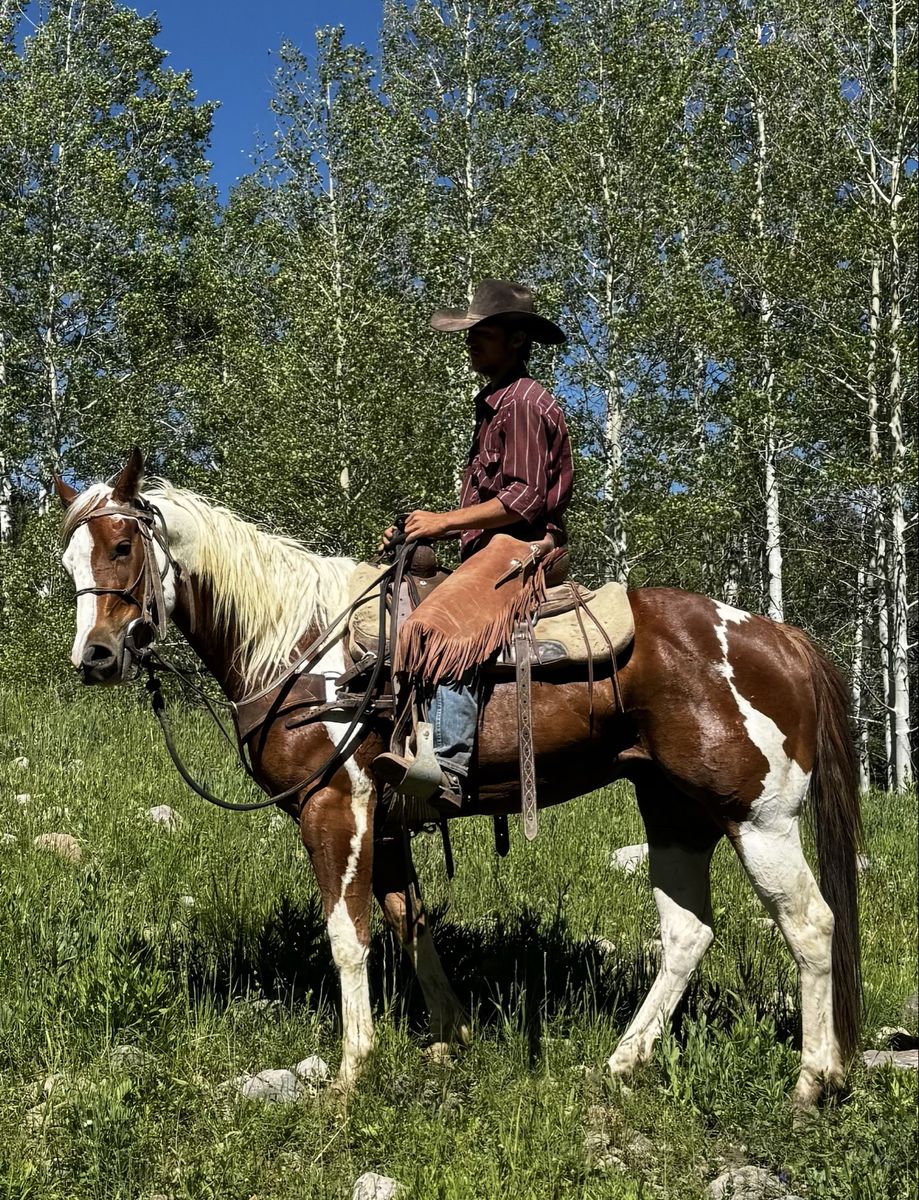 Registered 4 year old gelding
