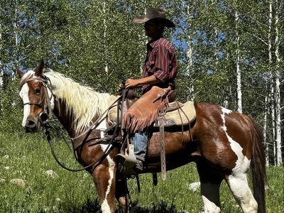 Registered 4 year old gelding