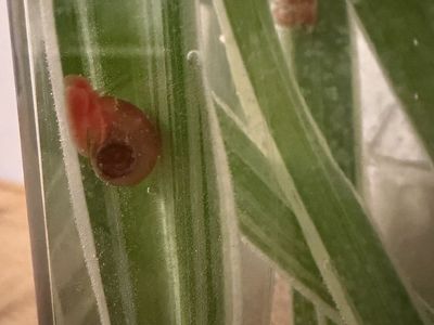 Ramshorn Snails 3 for $1