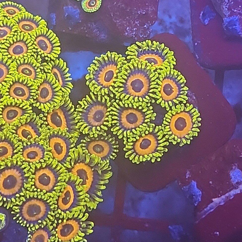 Valentine's weekend sale on coral!