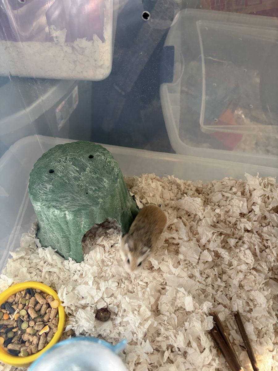 Adorable Roborovski female hamster