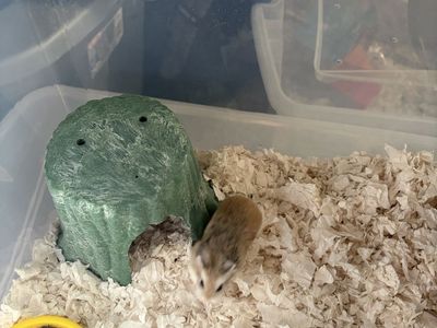 Adorable Roborovski female hamster