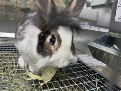 Friendly 2.5-Year-Old Female Bunny with Full Starter Setup & Supplies