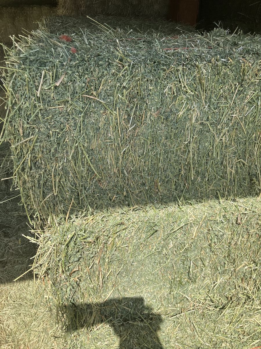 Horse Quality Alfalfa