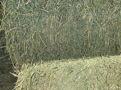 Horse Quality Alfalfa