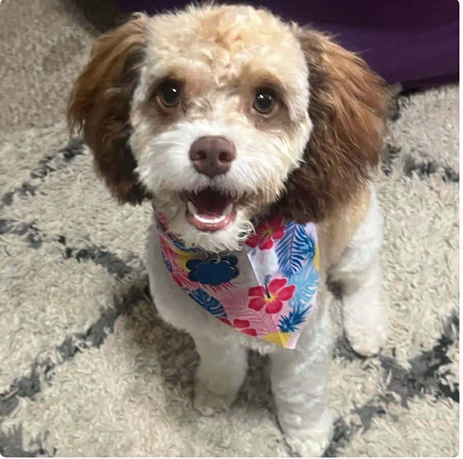 Stud service 13 lb cavapoo