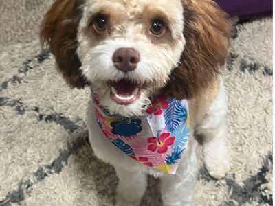 Stud service 13 lb cavapoo