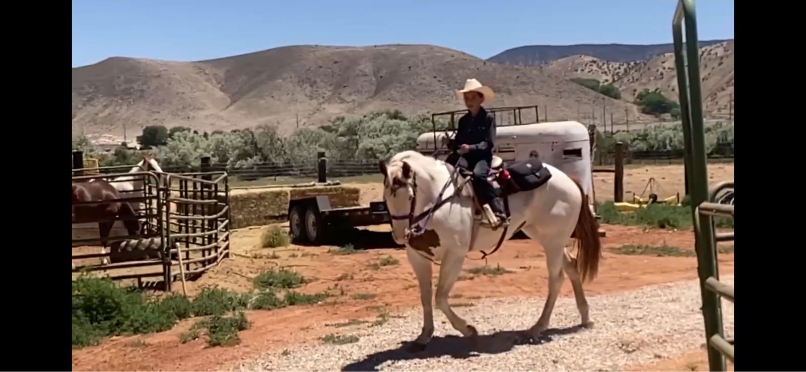 Registered Paint Mare