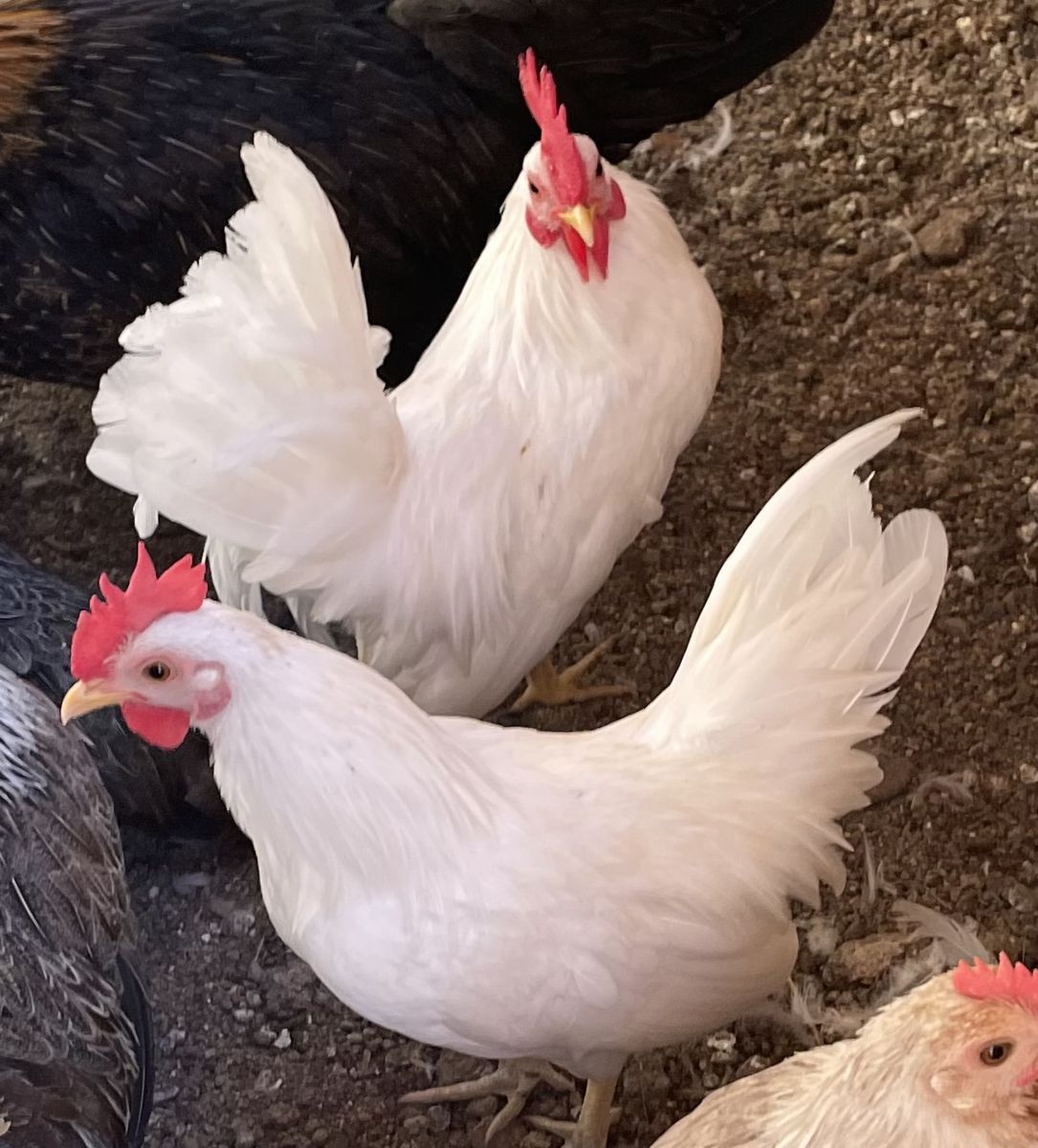 Serama Roosters 