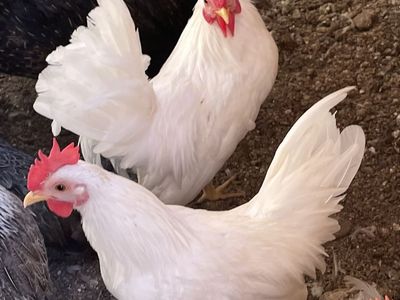 Serama Roosters