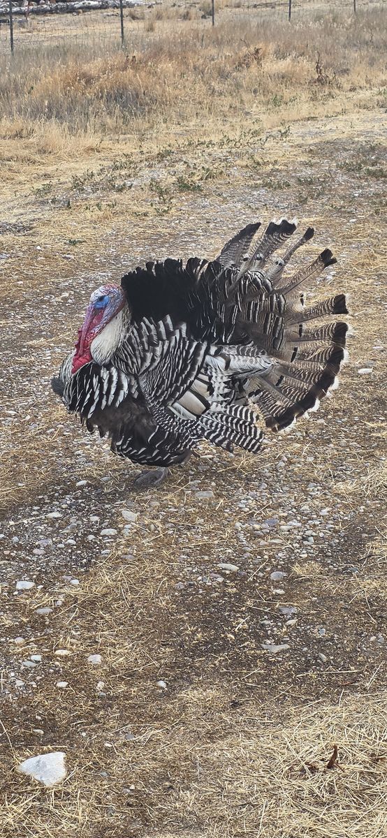 Narragansett poults