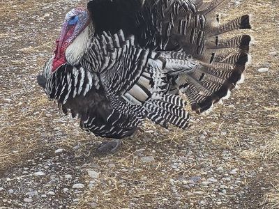 Narragansett poults