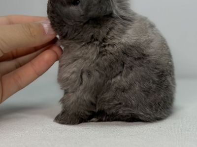 Holland Lop Buck