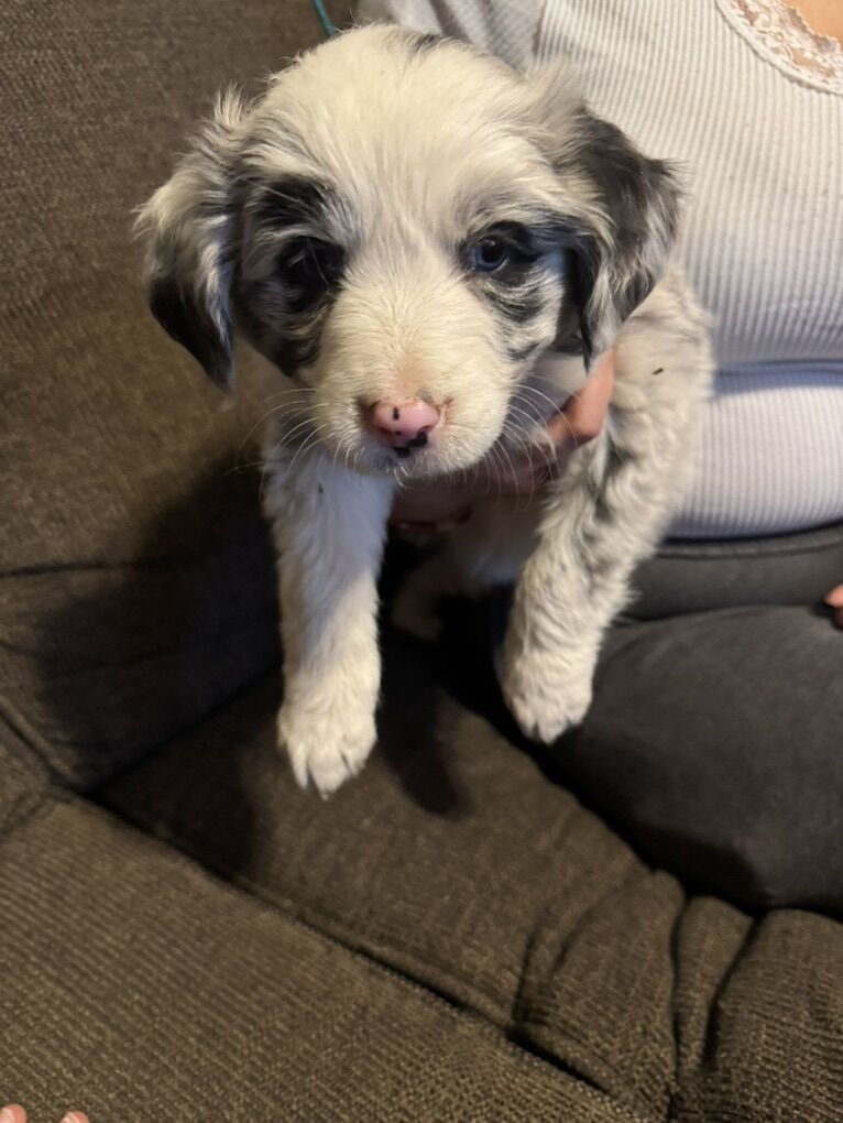 Mini australian shepherd