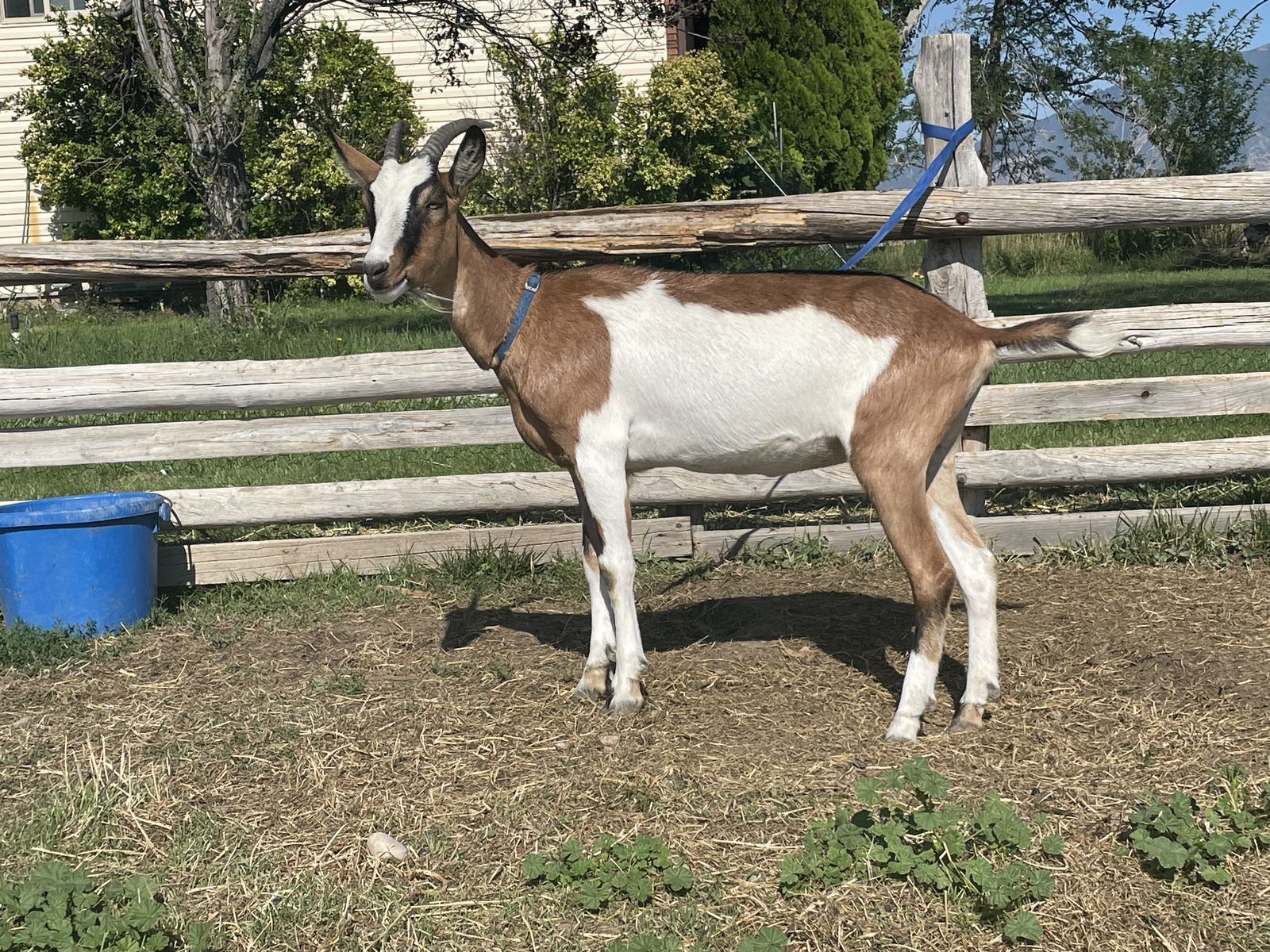 Year old Alpine Mix Doe