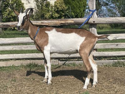 Year old Alpine Mix Doe