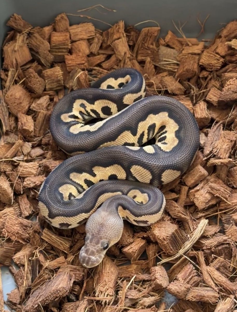 Chocolate cinnamon clown Het VPI axanthic female ball python