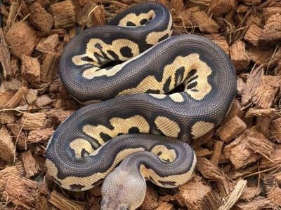 Chocolate cinnamon clown Het VPI axanthic female ball python