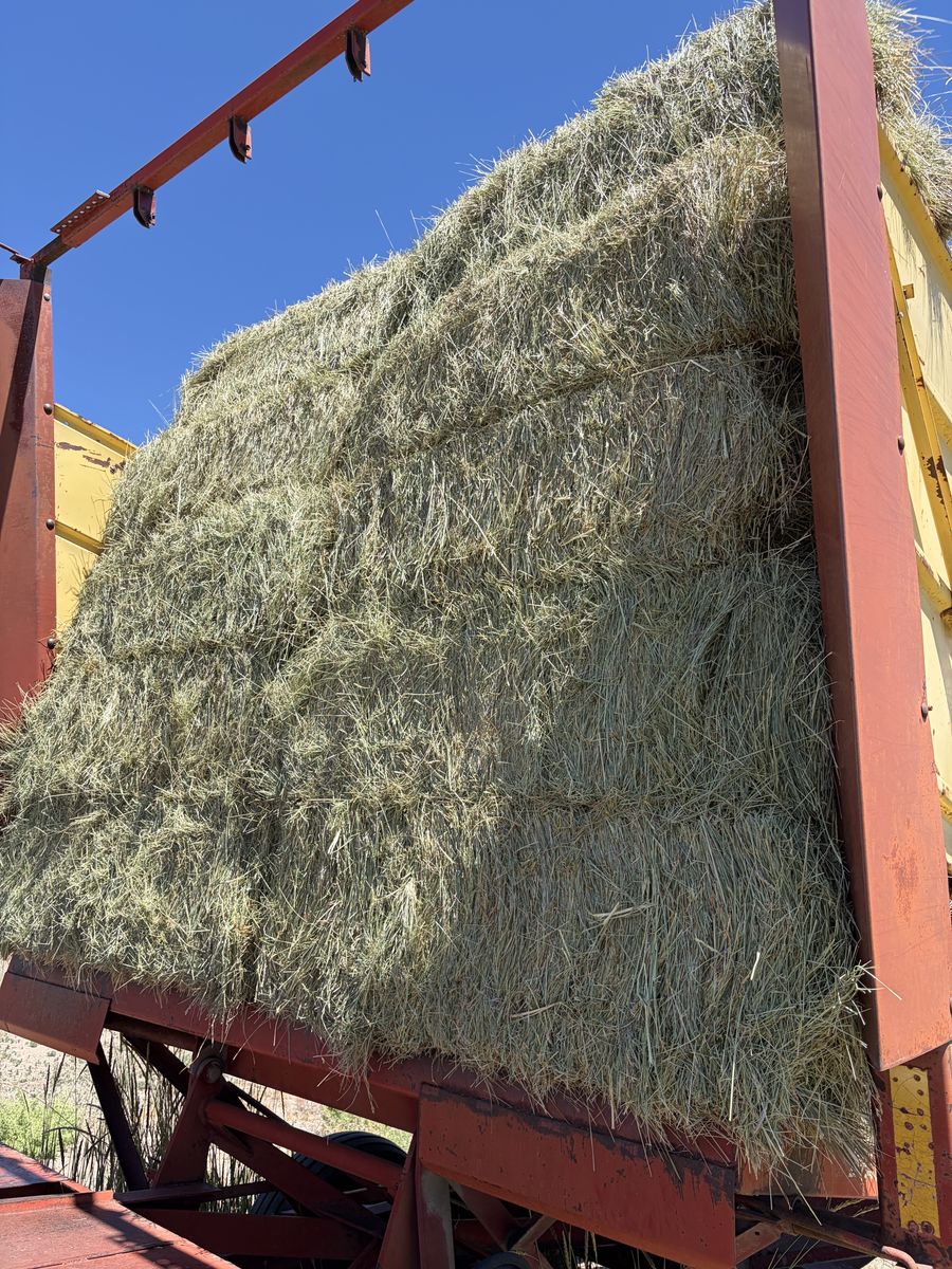 Hay