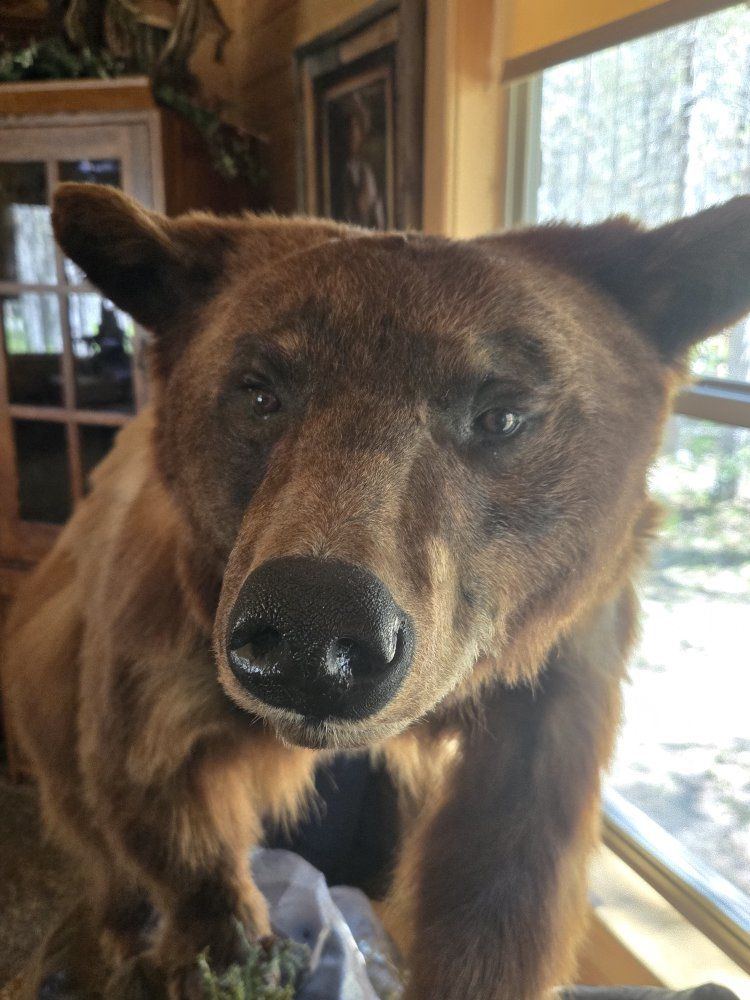 Lifesize Brown Bear Taxidermy Mount - Realistic Forest Display