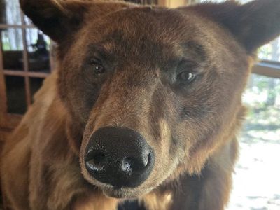 Lifesize Brown Bear Taxidermy Mount - Realistic Forest Display