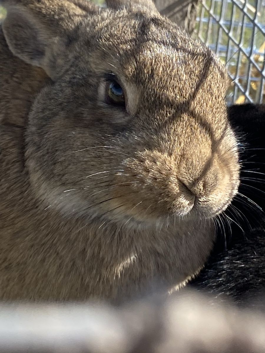 bunnies, Five Dollars Take As Many As You Want