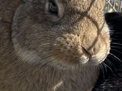 bunnies, Five Dollars Take As Many As You Want