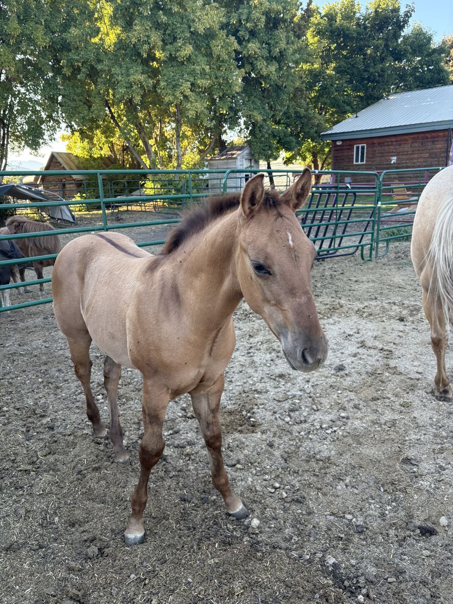 2025 Red dun colt