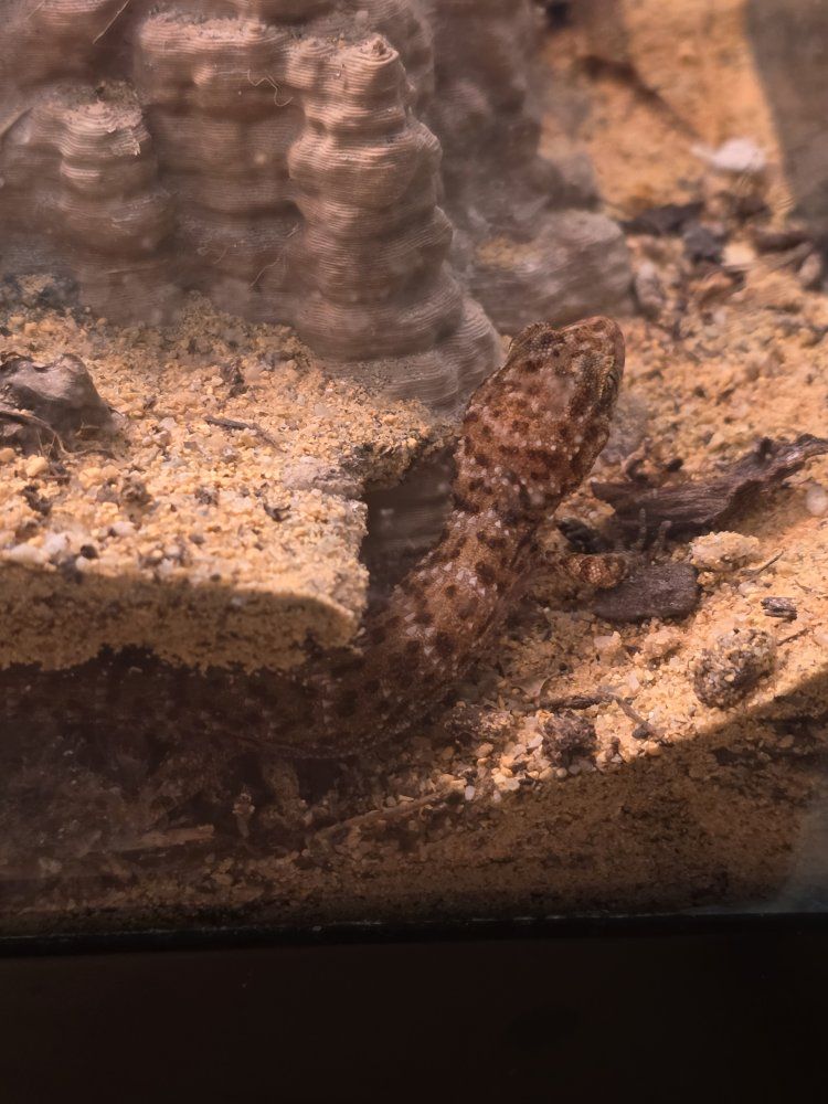 two bynoes geckos
