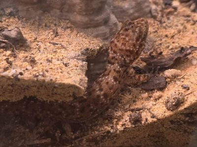 two bynoes geckos