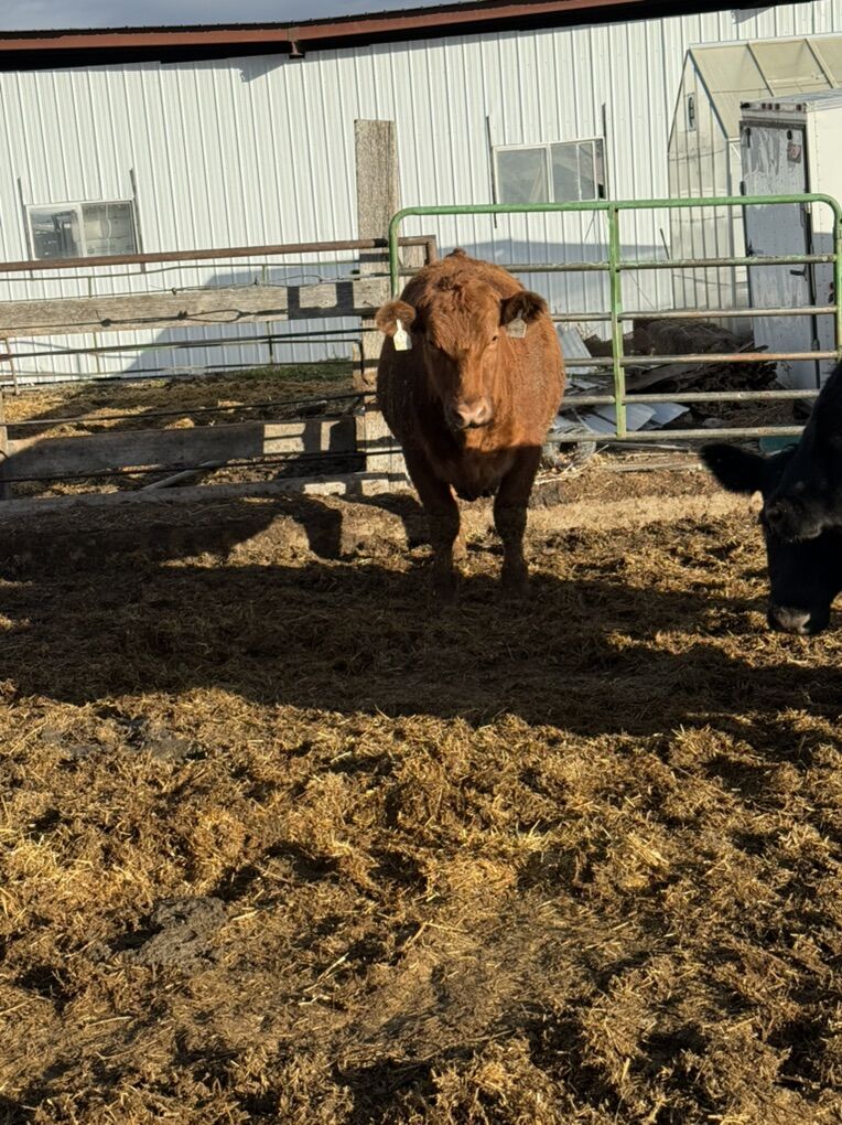 American Waygu Steer Ready for your freezer