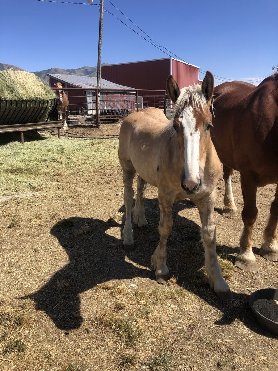 Belgian draft colt