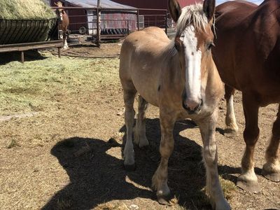 Belgian draft colt