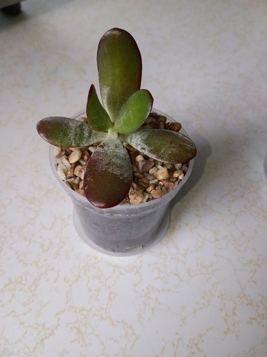 Lucky jade plant