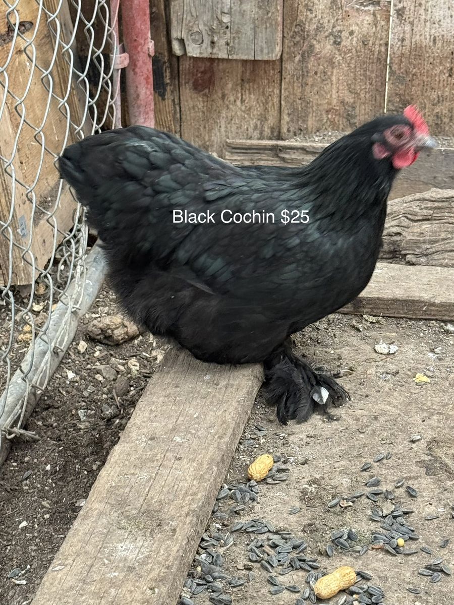 Black Cochin Hens