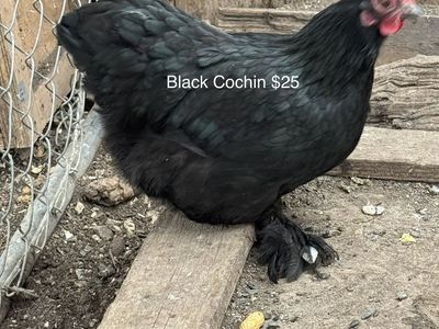 Black Cochin Hens