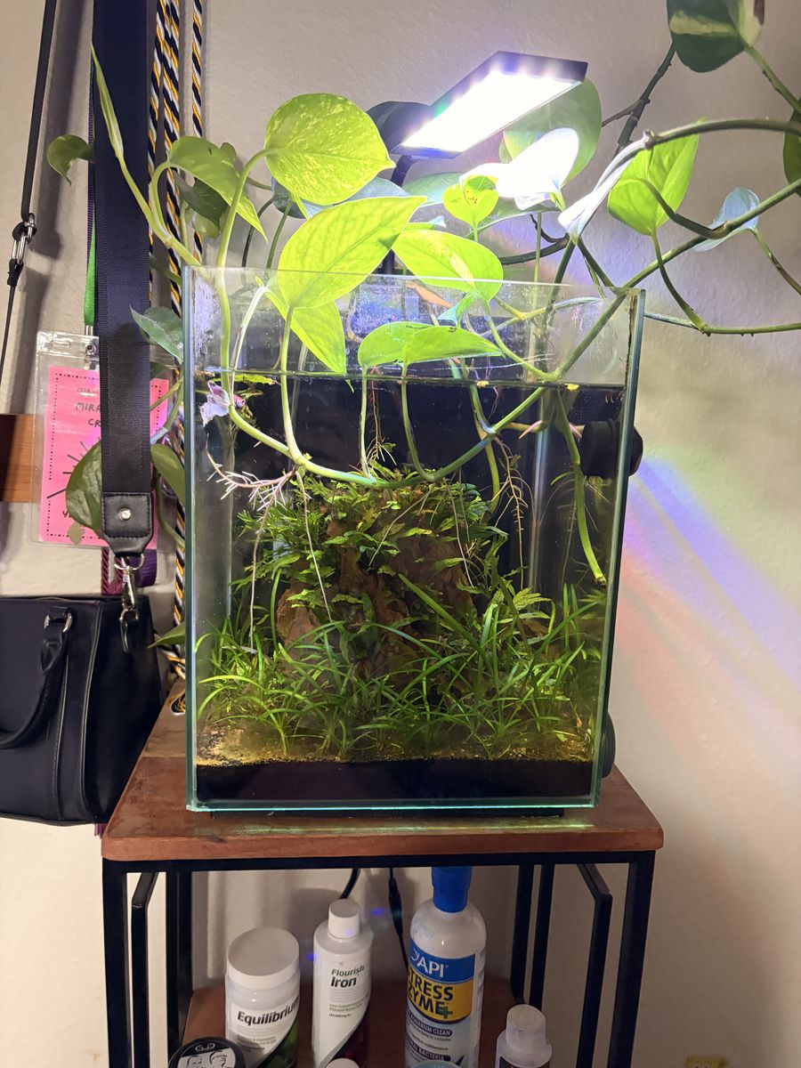 Betta Fish And Aquarium