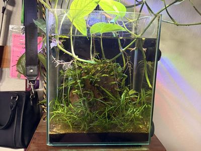 Betta Fish And Aquarium