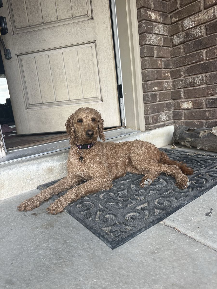 Mini goldendoodle