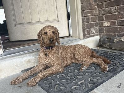 Mini goldendoodle