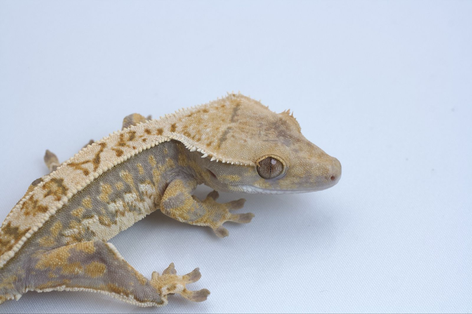 Main image 3